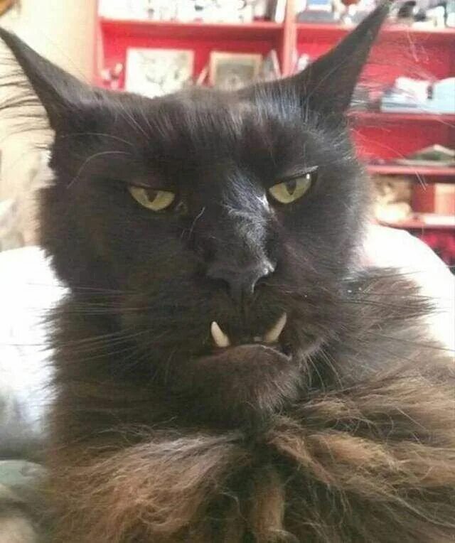 Создать мем с черным котом ANGERY Album on Imgur