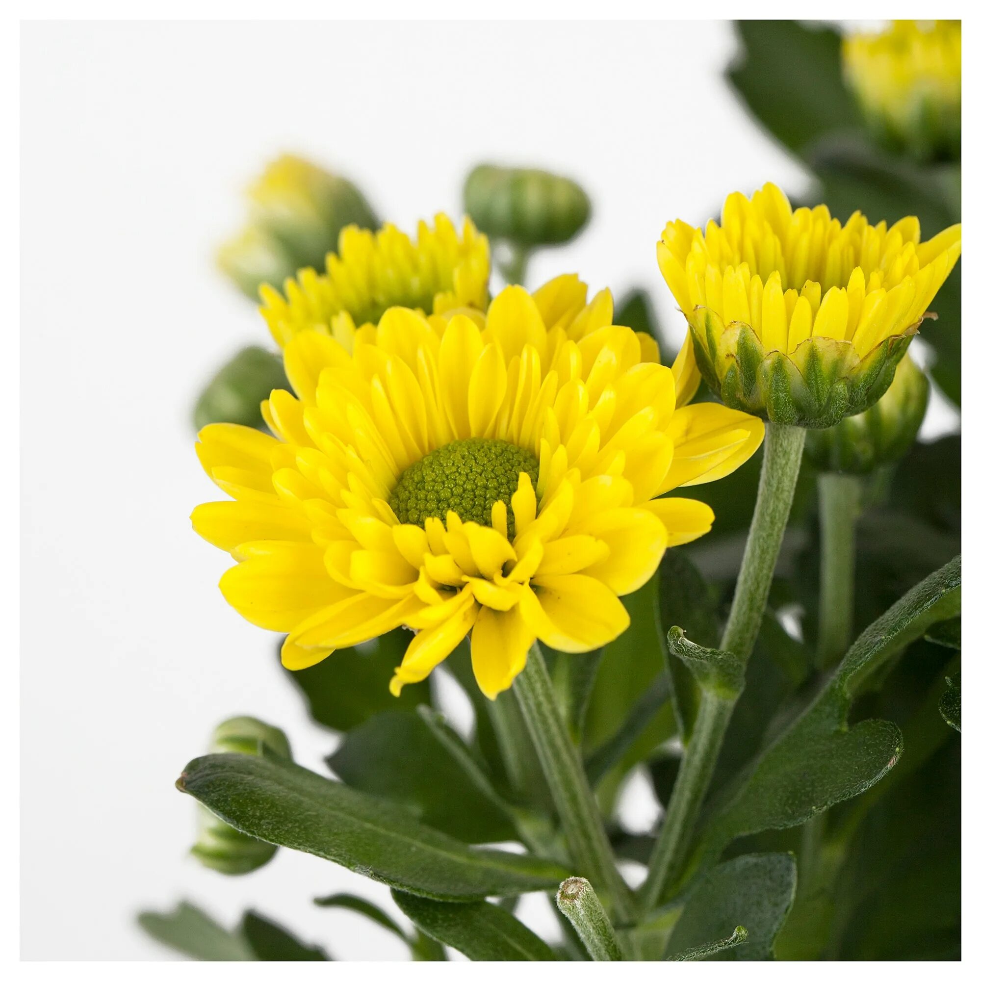 Top 5 Day Of The Dead Flowers: What Do They Signify?