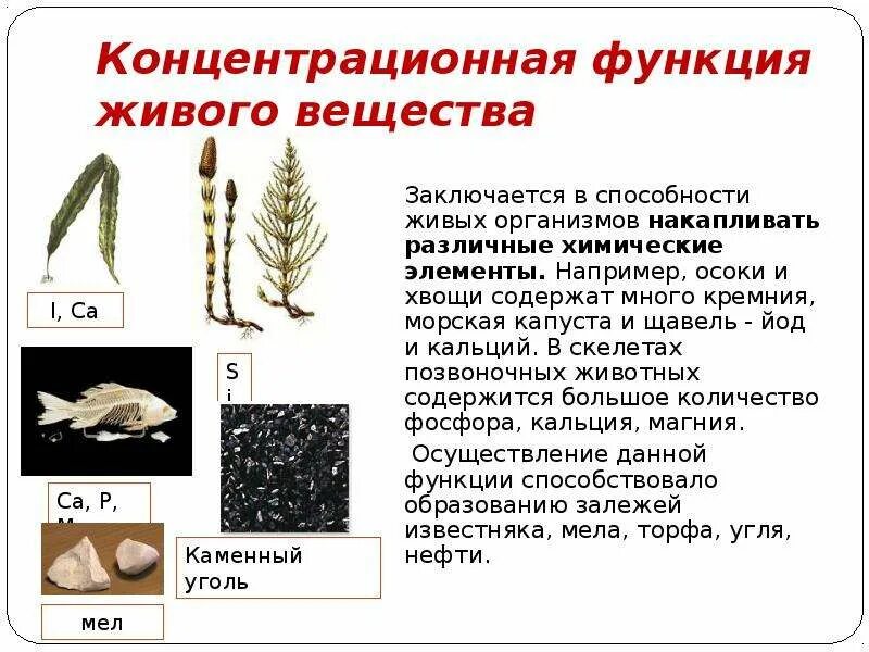 Функции живого вещества и их примеры