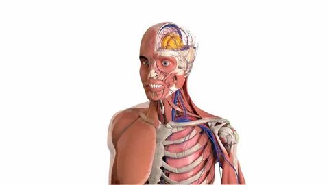 Anatomy education