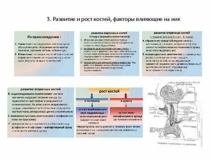 Ткани роста в длину и толщину