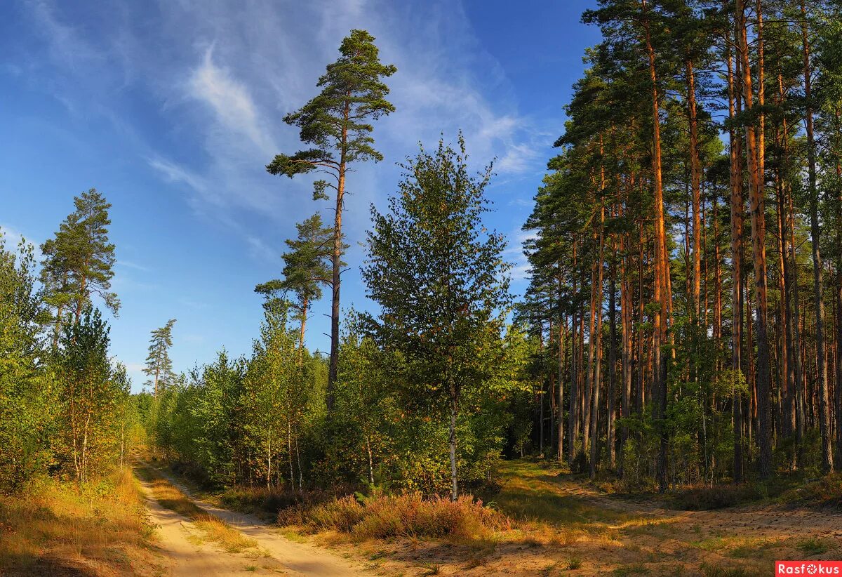 сосновый бор подмосковье. нахимовский проспект 10 парк сосенки. сосновый лес в подмосковье. шишкин лес бузулукский бор. сосновый бор опушка.