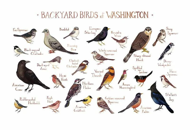 Birds of North America книга. Круглые птицы плакат с названием. Мини Постер птицы. WA WA WA Bird.
