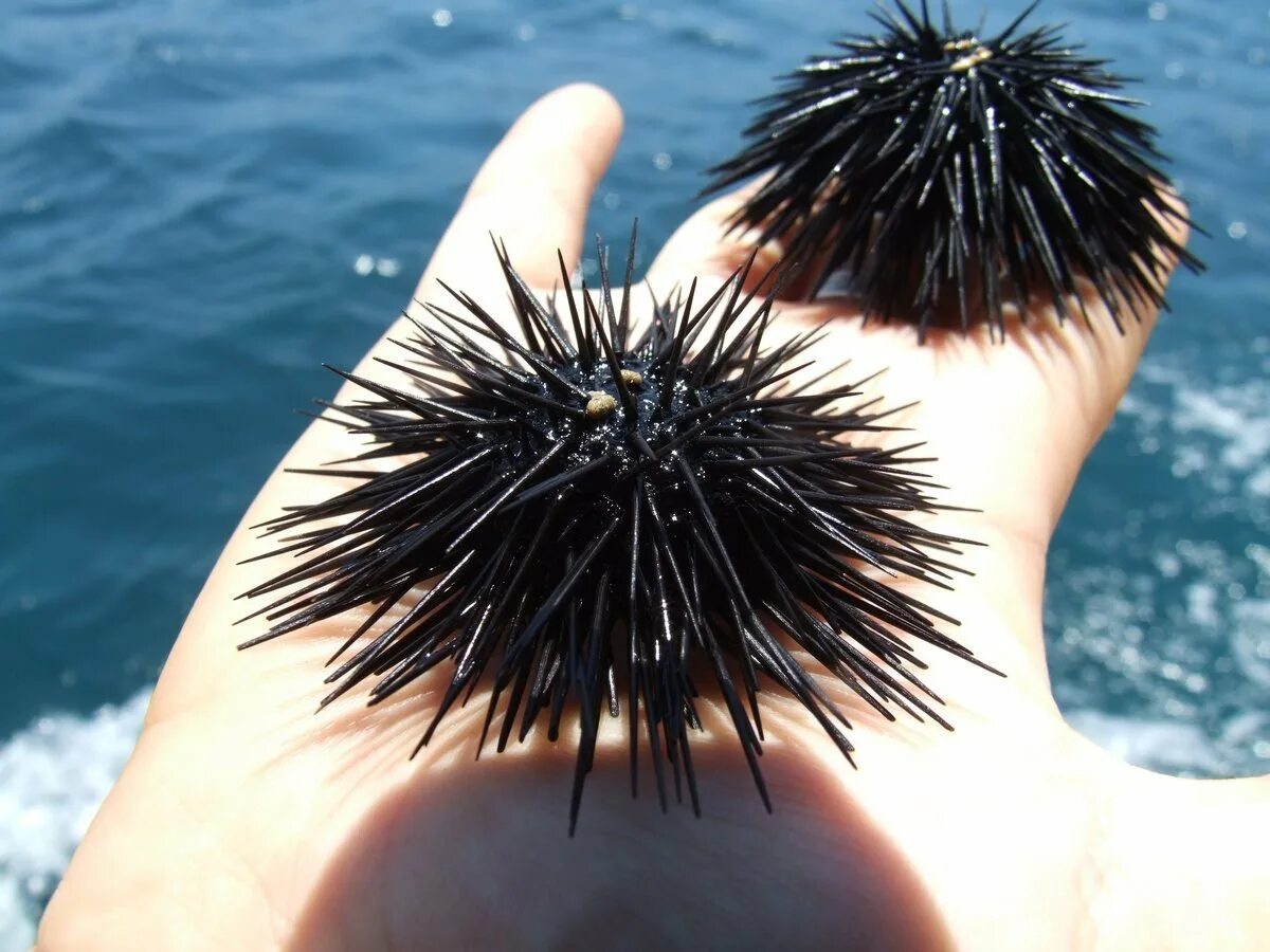 морской еж детям. копьеносный морской еж. морской еж детям. морской еж средиземного моря. морской еж детям.