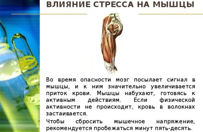 Ему либо мышечных напряжений. Ему либо мышечных напряжений