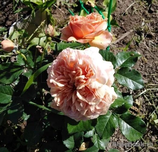 Rosen Belle de Espinouz katalog sorten. Rosen Belle de Espinouz - pflanzen, verm