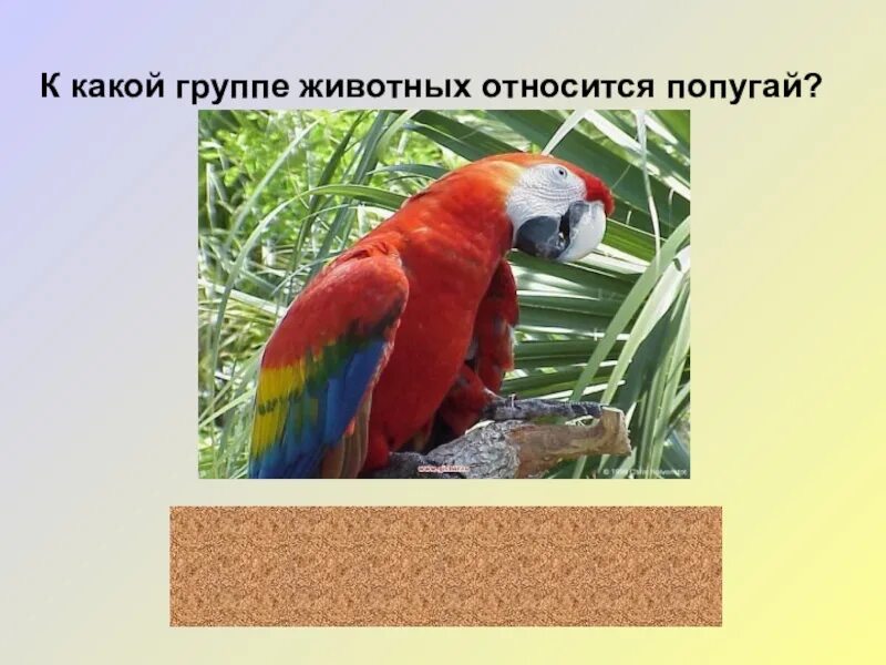 Какая птица является животным. К какой группе относятся попугаи. попугаи группа животных ?. какие животные относятся к группе птицы. попугай растительноядная птица?.