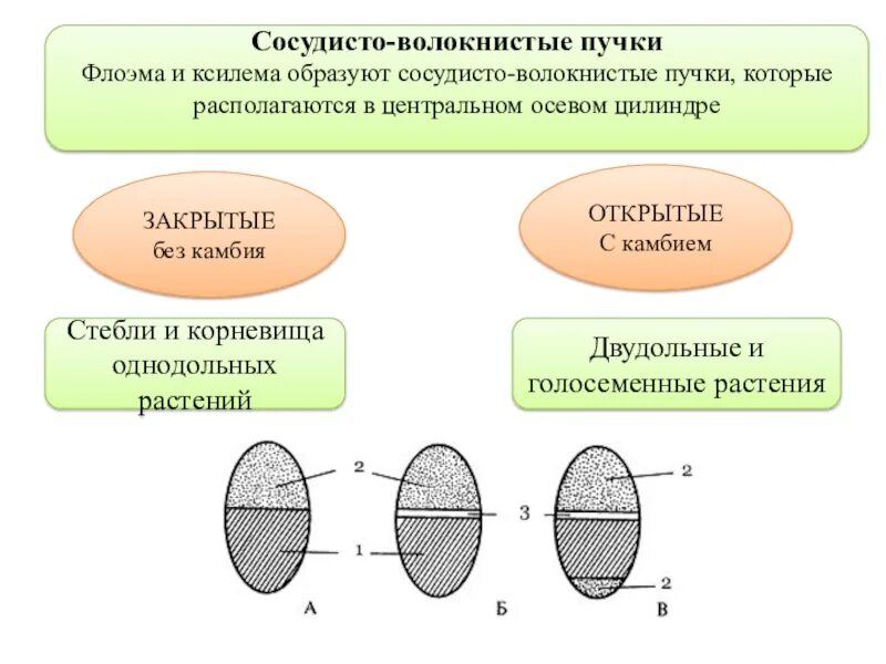 Что такое сосудистые пучки какую. Проводящие сосудисто-волокнистые пучки строение. Строение проводящих Пучков однодольных растений. Сосудисто волокнистые пучки растений. Тип сосудисто волокнистого пучка.