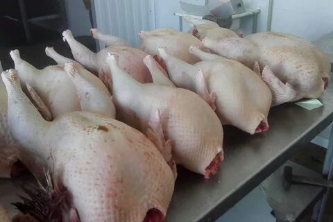 Мясо продам птица