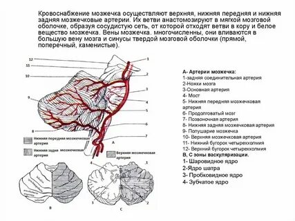 Нижняя мозжечковая ножка