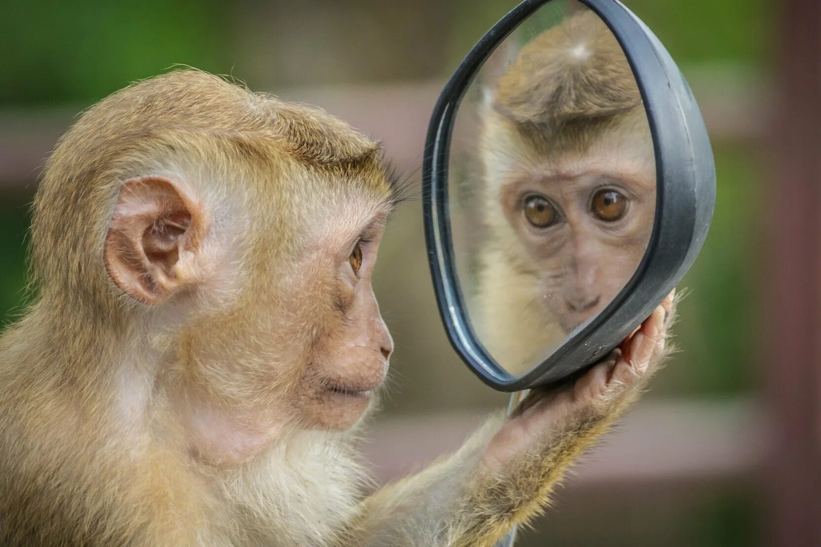 Покажи человека обезьяну. Обезьяны. Зеркало обезьянка. Забавные обезьянки. Фото обезьяны.