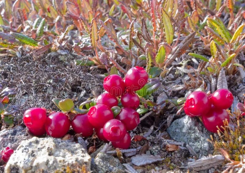 Найди лишнее тундра клюква морошка мох осина. Клюква Южная (Vaccinium erythrocarpum). Клюква обыкновенная (Vaccinium Oxycoccos). Клюква в тундре. Ямальская тундра клюква.