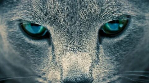 Cat eyes