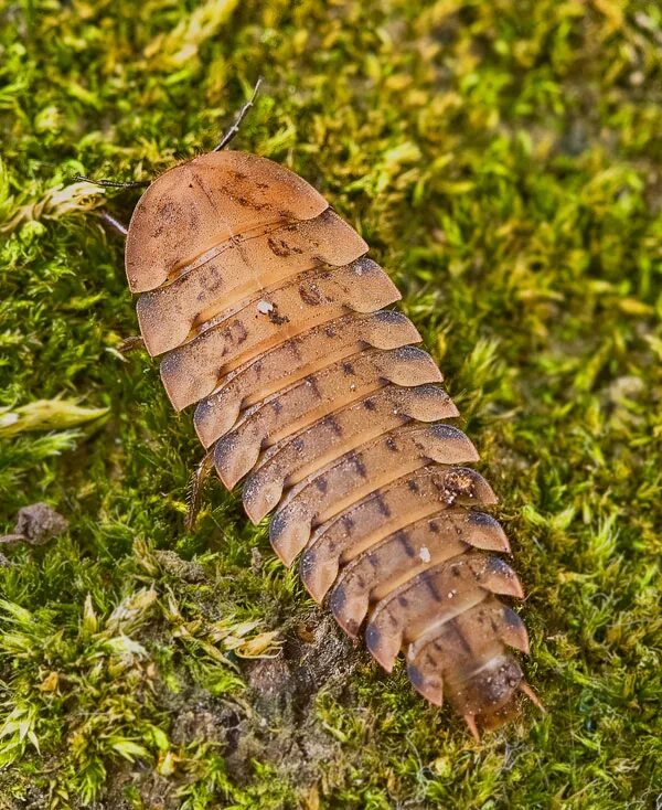 Мокрица Жук личинки. Личинка жука мертвоеда. Личинка мертвоеда (Silphidae). Жук мокрица броненосец.