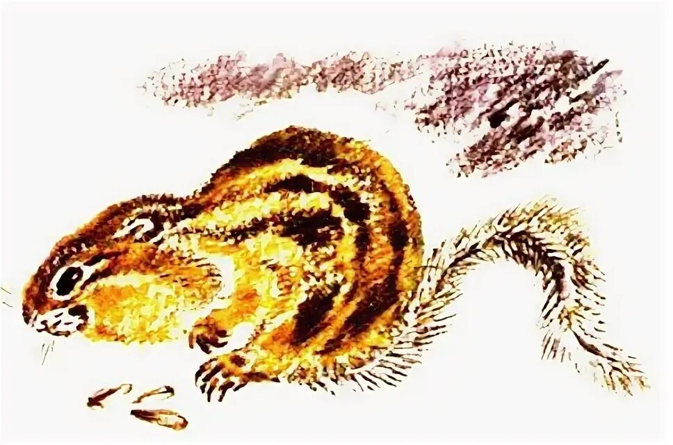 Снегирев бурундук. Снегирев бурундук. Рассказ хитрый бурундук. Снегирев г. "хитрый бурундук".