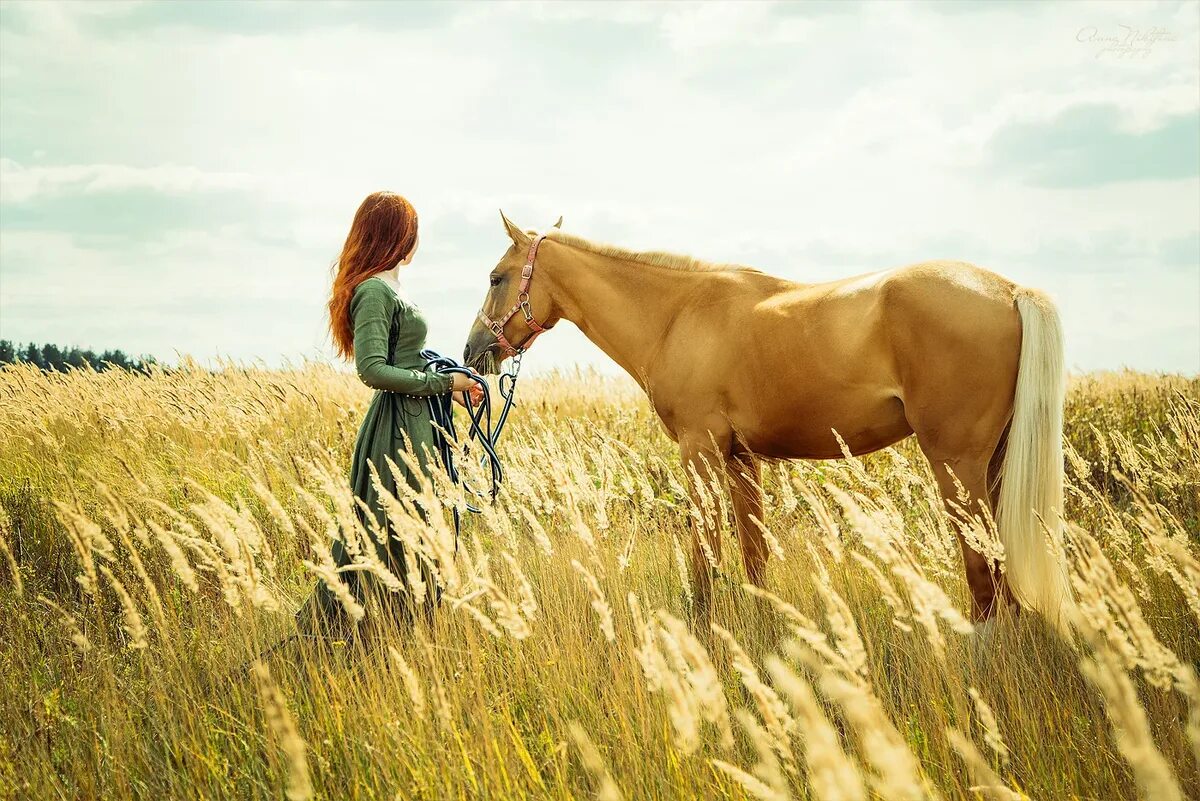 Света кон. Лошадь в поле. Loschadi v Pole. Фотосессия с лошадьми. Фотосессия с лошадью в полк.