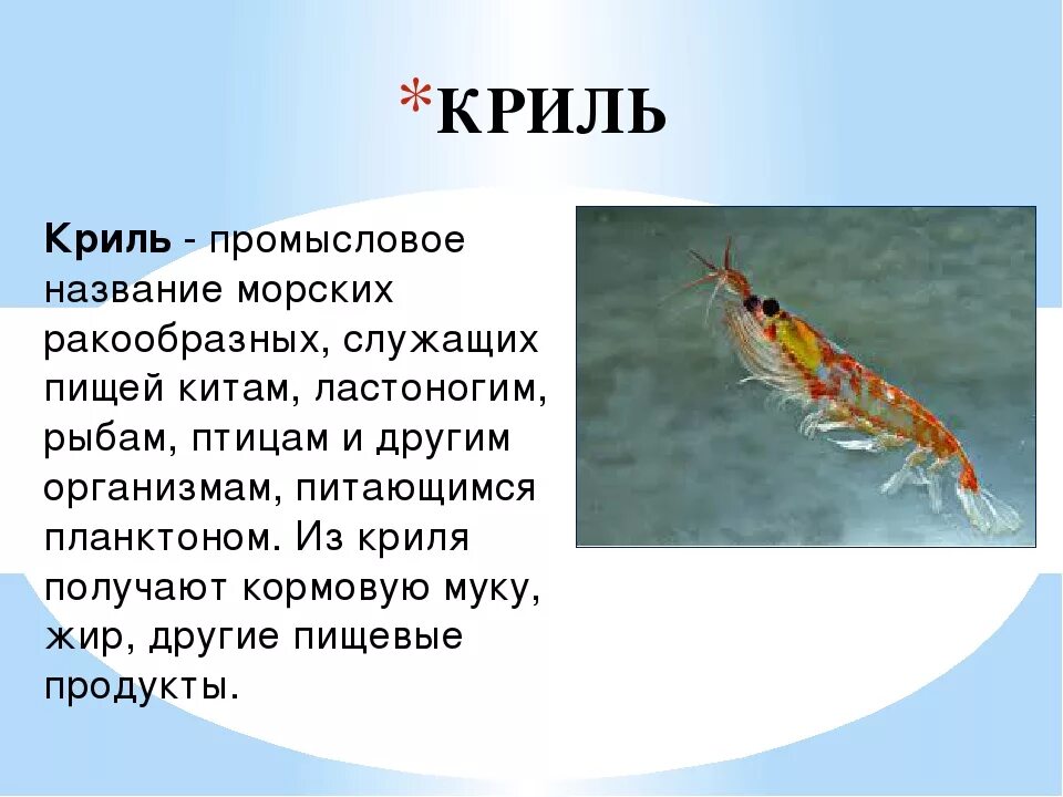 К какой группе организмов относится креветка. Рачки криль. Сообщение о Рачках. Морские ракообразные названия. Криль описание.