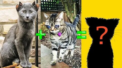 Скрещивание породы кошек