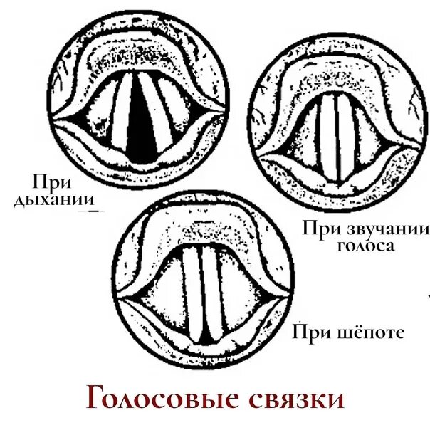 Голосовые связки человека при молчании. Голосовые связки схема. Голосовые связки рисунок. Голосовые связки человека строение черно белые. Голосовые связки человека в различных положениях.