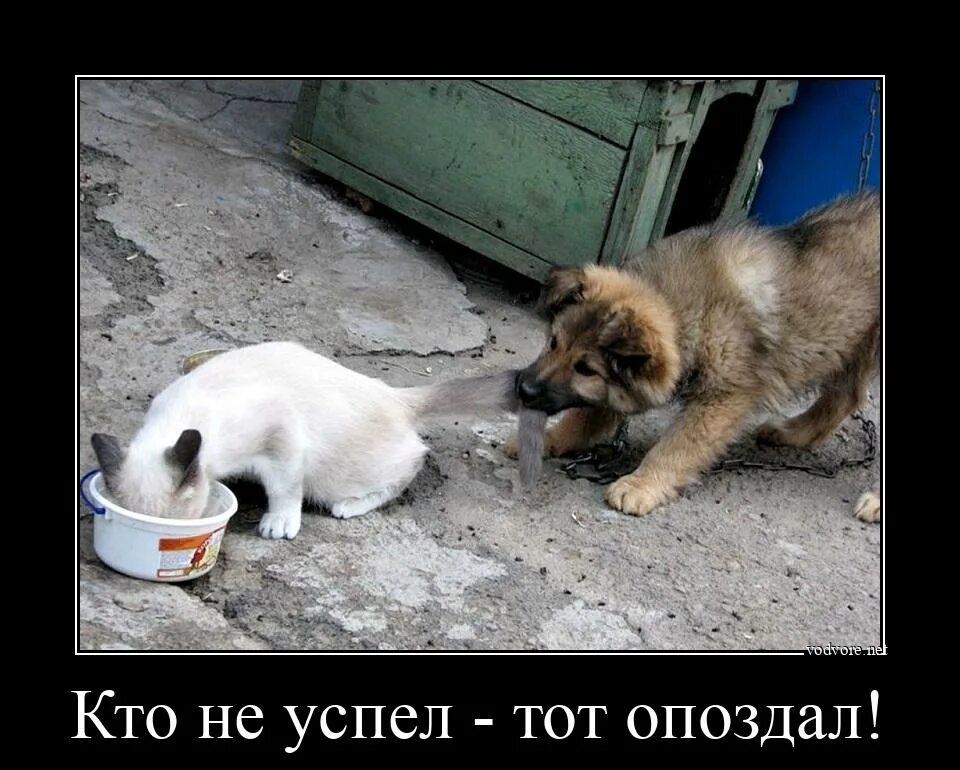 Пипец котенку читать