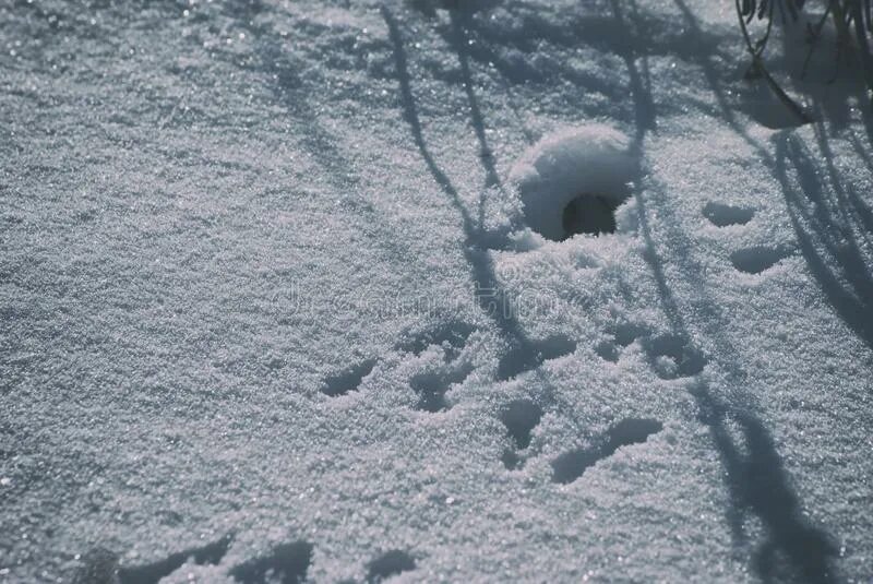 Снег по колено. Крыльцо зимой. Снегопад в лесу. Заснеженное крыльцо. Сравнение и сравнительный оборот.