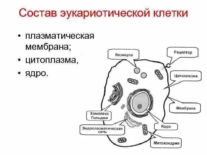 Схема строения эукариотной клетки. Схему клеточной мембраны эукариотических клеток.. Строение мембраны эукариотической клетки схема. Строение клетки эукариот основные части клетки. Эукариотическая клетка плазматическая мембрана