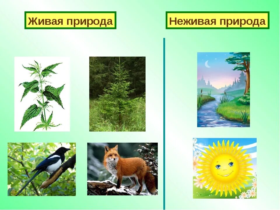Живая и неживая природа. Солнце и вода относится к живой природе. Жива та нежива природа. Живпя иине живая припода. Живая и неживая природа 1 класс окружающий мир.