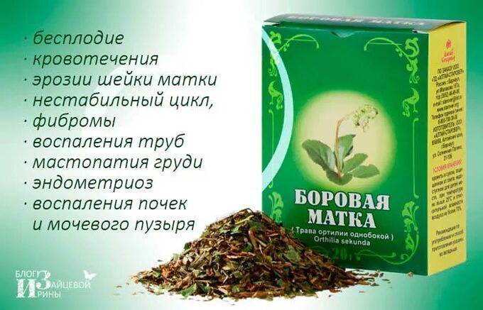 Боровая матка при месячных. Боровая матка для женщин. боровая матка в пакетиках. матки травы лечебные. лечебная трава боровая матка.
