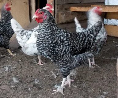 Породы кур несушек кроссы