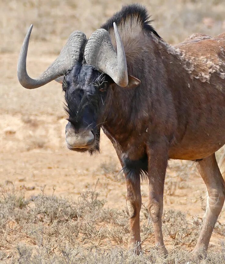 Gnu osip. Антилопа гну. gnu. детеныш антилопы гну. проект gnu.