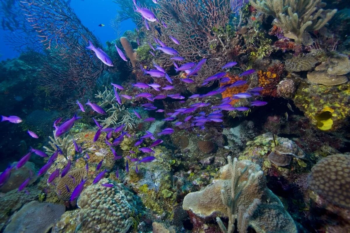 Древние коралловые рифы. Риф Туббатаха Филиппины. Мезоамериканский Барьерный риф. Косумель риф. Большой Барьерный риф кораллы.