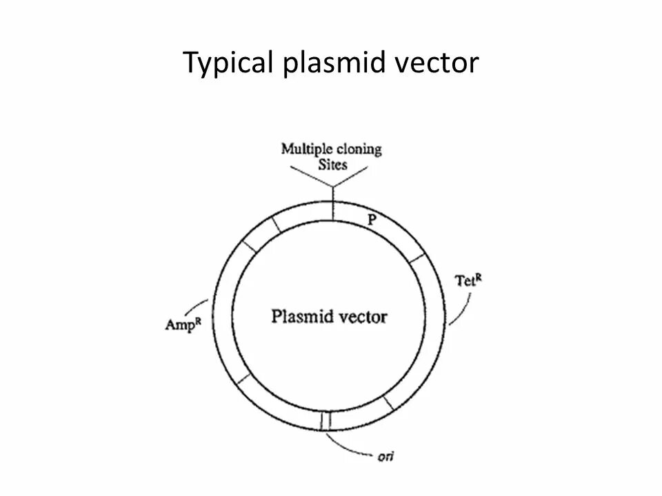 Векторы плазмиды. Плазмида pbr322 схема. Структура плазмиды. Схема строения плазмиды. Векторная плазмида.
