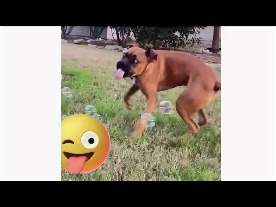 Собака лопает воздушные шарики. Собака лопает. Собака лопает. Собака ловит пузырь. Собака лопнул шар.