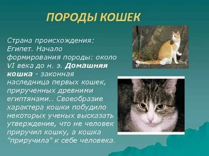 Изложение кошка была приручена в древнем египте