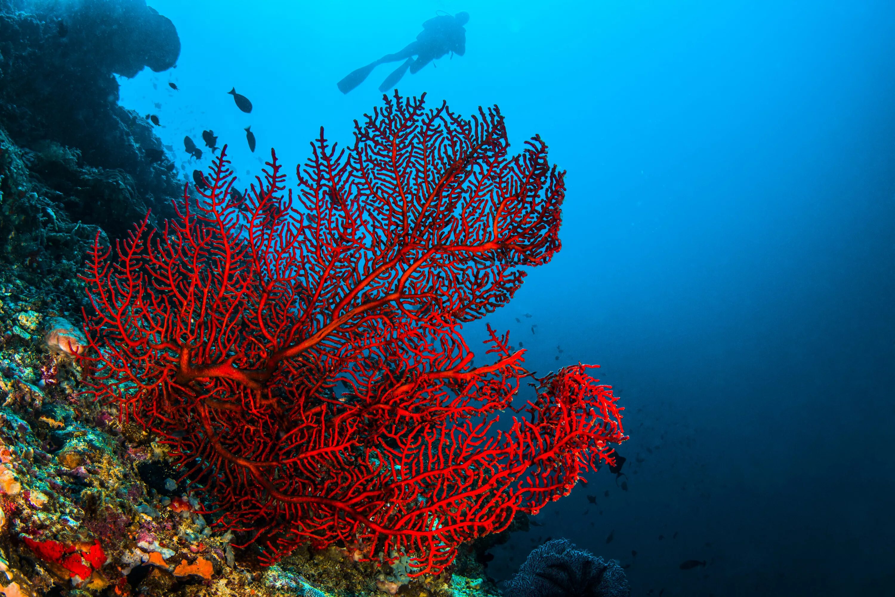 Red coral. Коралловые рифы красного моря. Красный коралл красный Корал. Красный коралл рифы. Павона коралл.