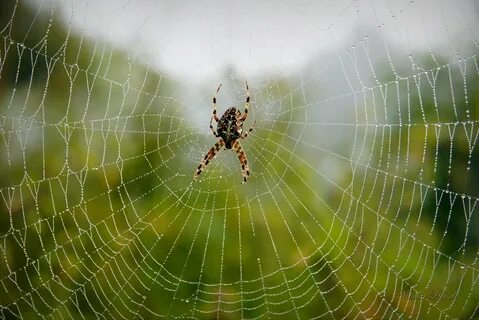 Увидеть паука утром