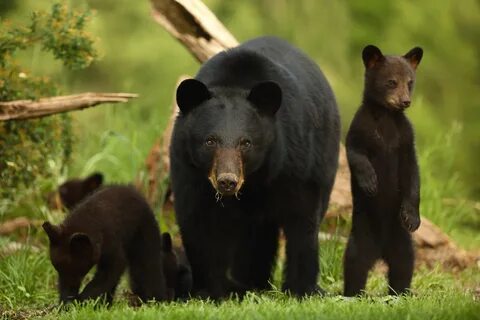 Download free mobile wallpaper Bears, Bear, Animal, Baby Animal, Cub. 