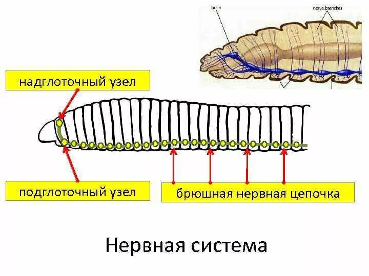 Нервная система кольчатых червей червей. Нервная система кольчатого червя. Строение нервной системы кольчатых червей. Строение нервной системы дождевого червя.