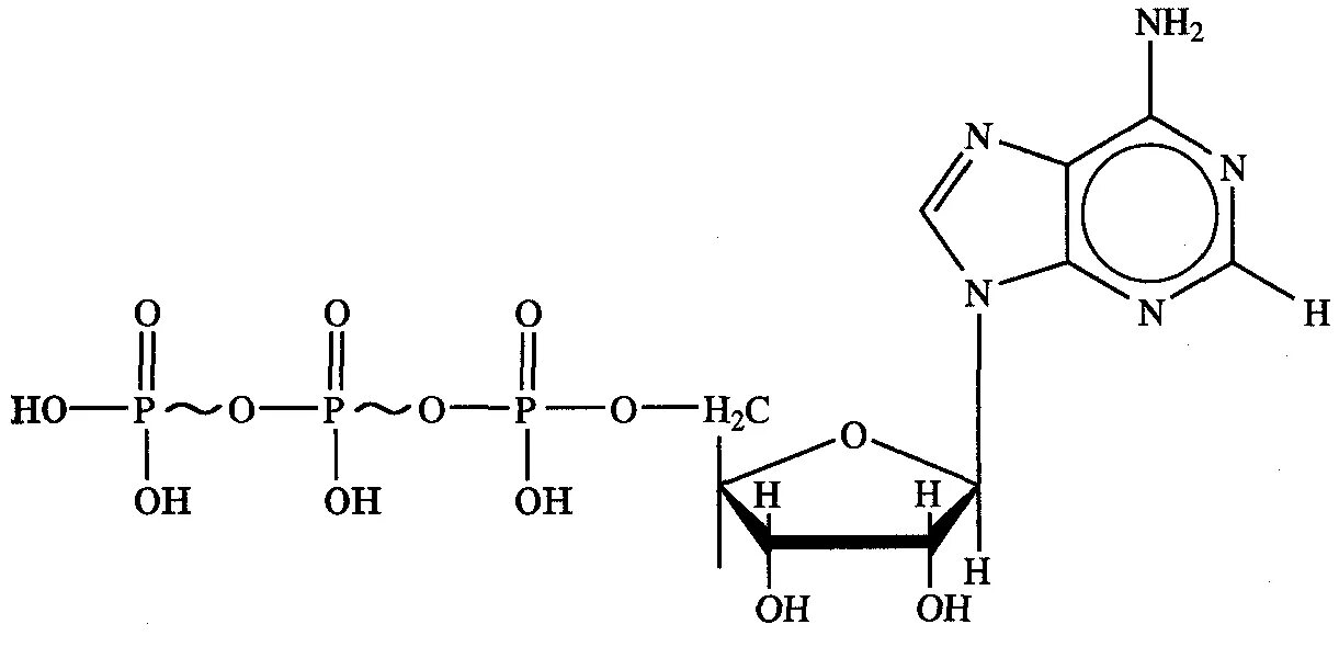 Молекула атф схема. Аденозинтрифосфорная кислота схема. Структура АТФ схема. Формула АТФ структурная строение. Строение молекулы АТФ.