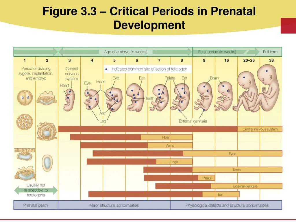 Critical period of Development. Prenatal period. Поздний антенатальный период.