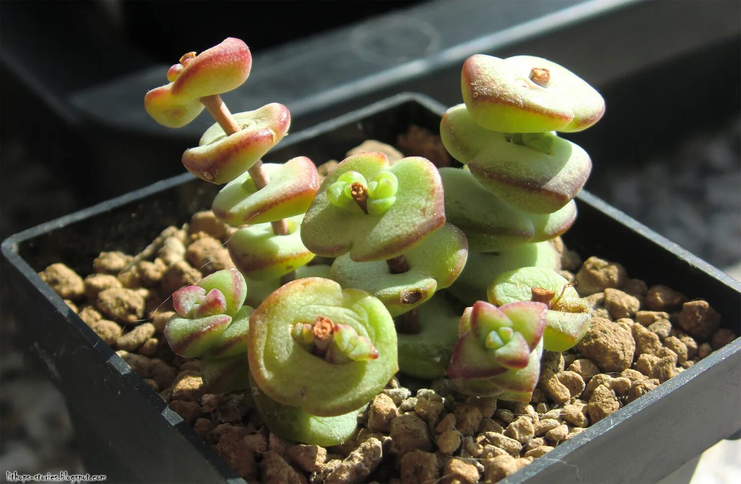 Как поливать литопсы. Литопс Джезин. Крассула Рупестрис Crassula rupestris. Крассула Литопс d5. Крассула неалиана.