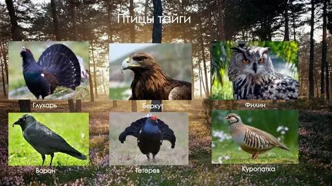 Какие птицы в тайге