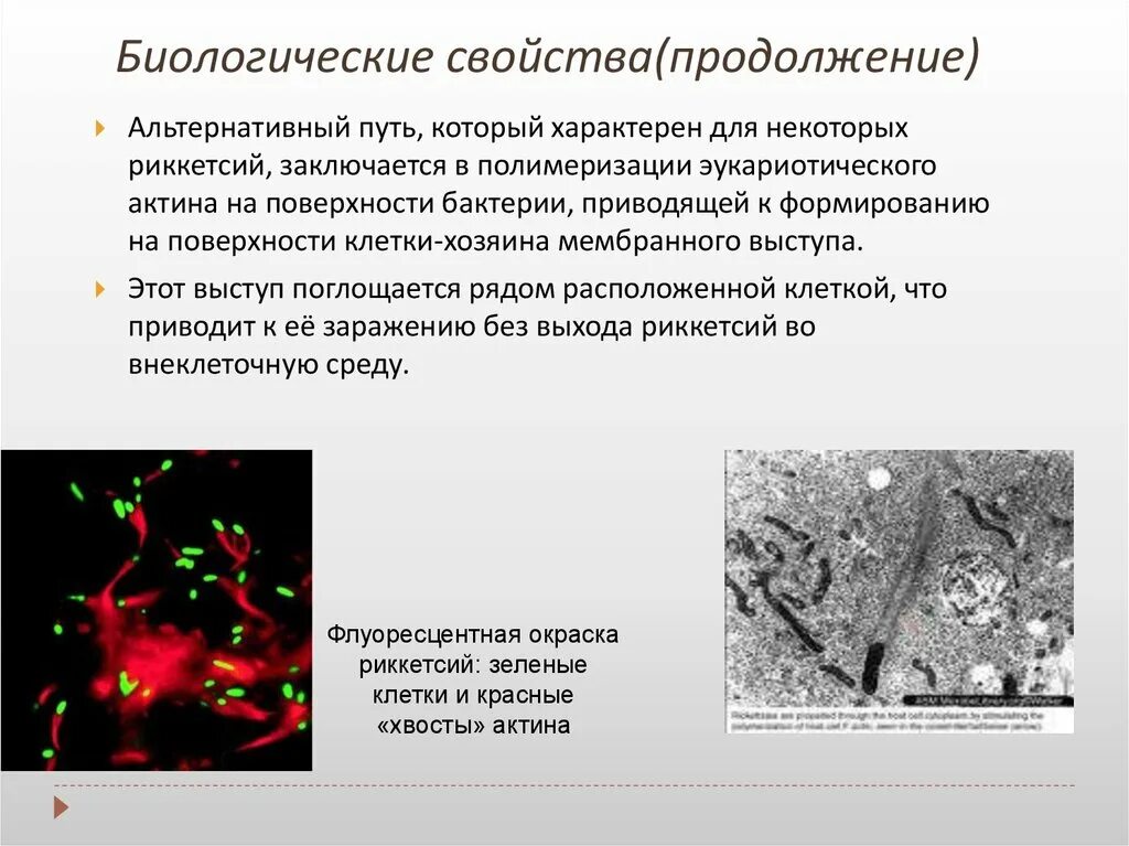 Биологические свойства бактерий. Риккетсий, хламидий, микоплазм.. Морфология и биологические свойства риккетсий.. Морфология спирохет микробиология. Спирохеты риккетсии хламидии актиномицеты микоплазмы.