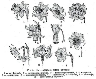 Цветок схема разбора