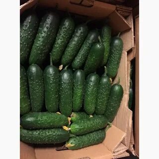 Продам огурец оптом