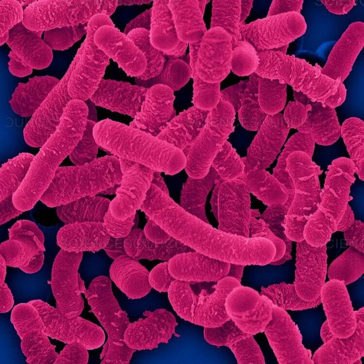 Палочка бифидобактерии. Лактобациллы бактерии. Lactobacillus salivarius. Лактобактерии бациллы. Лактобациллы микробы.