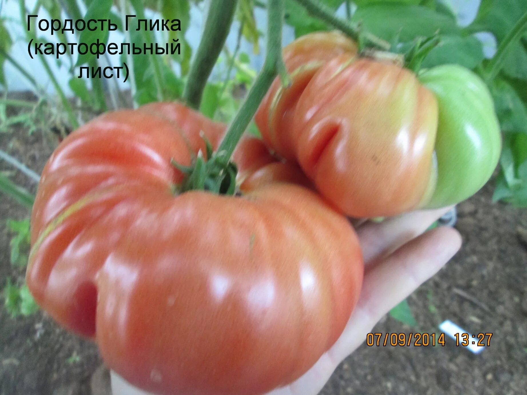 томат картофельный лист. томат с листьями похожими на картофельные. томат амишей картофельный лист. томат розовый с картофельным листом. сорт помидор картофельный малиновый.