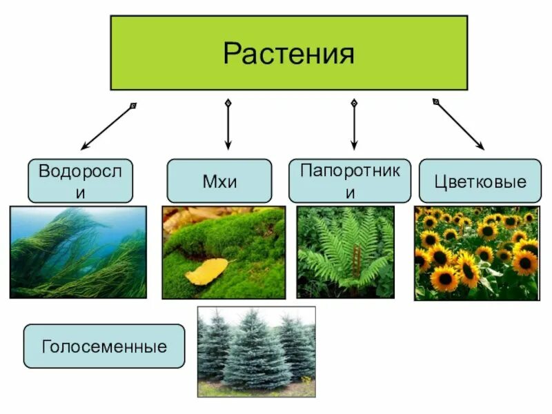 Как называется царство растений. Мхи водоросли папоротники голосеменные. разнообразие отделов растений. мхи папоротники голосеменные. строение отделов растений.