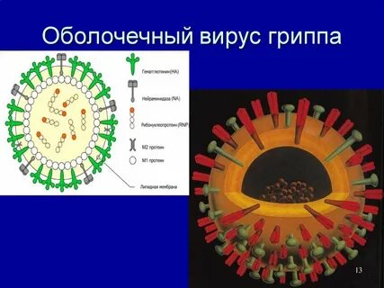 Оболочка вируса гриппа