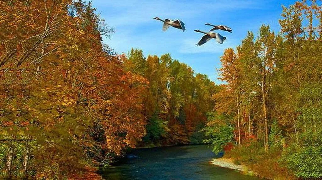 Птицы улетают осенью песня. Птицы улетают на Юг. Осень птицы улетают. Осень птицы улетают на Юг. Птицы улетают осенью.